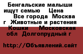 Бенгальские малыши ищут семью) › Цена ­ 5 500 - Все города, Москва г. Животные и растения » Кошки   . Московская обл.,Долгопрудный г.